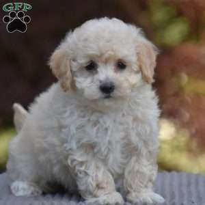 Baxter, Bich-Poo Puppy